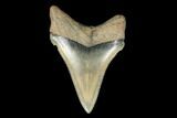 Serrated, Fossil Chubutensis Tooth - Aurora, North Carolina #176593-1